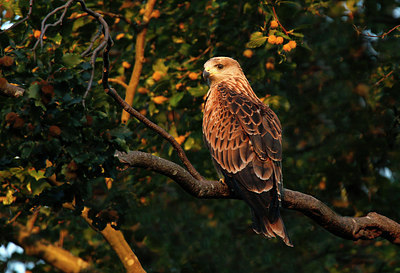 BUITEN BEELD Foto: 317201
