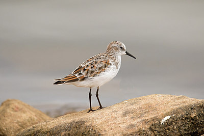 BUITEN BEELD Foto: 317221