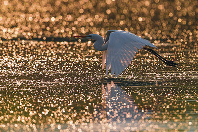 BUITEN BEELD Foto: 317234