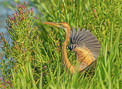 BUITEN BEELD Foto: 317242