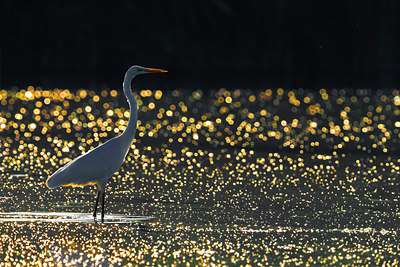 BUITEN BEELD Foto: 317246