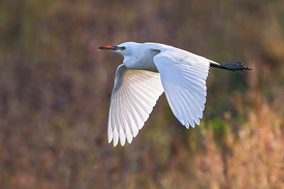 BUITEN BEELD Foto: 317254