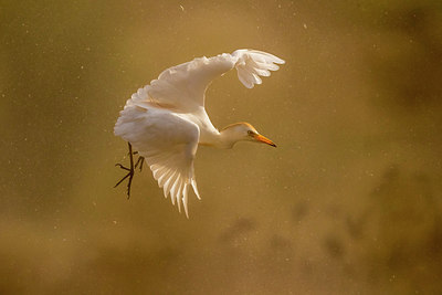 BUITEN BEELD Foto: 317256