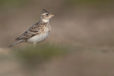 BUITEN BEELD Foto: 317262