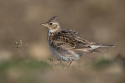 BUITEN BEELD Foto: 317264