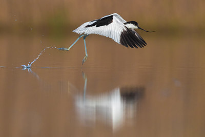 BUITEN BEELD Foto: 317268