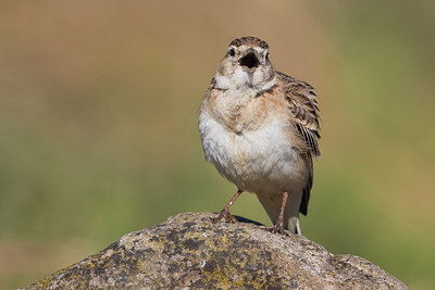 BUITEN BEELD Foto: 317282