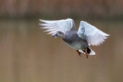 BUITEN BEELD Foto: 317308