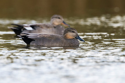 BUITEN BEELD Foto: 317313
