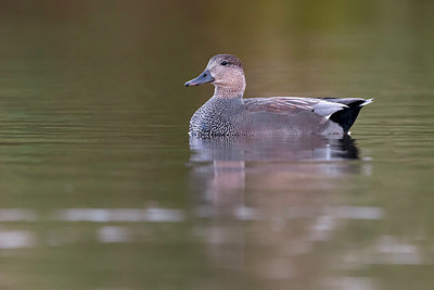 BUITEN BEELD Foto: 317317