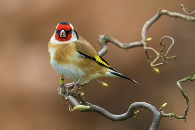 BUITEN BEELD Foto: 317327