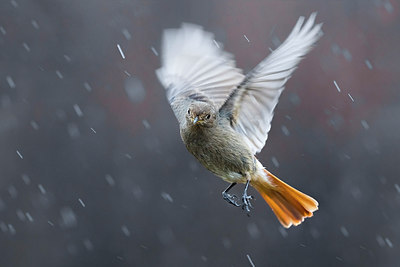 BUITEN BEELD Foto: 317346