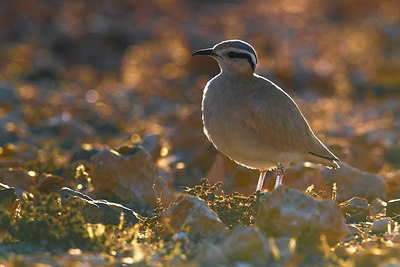 BUITEN BEELD Foto: 317356