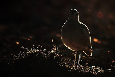 BUITEN BEELD Foto: 317357