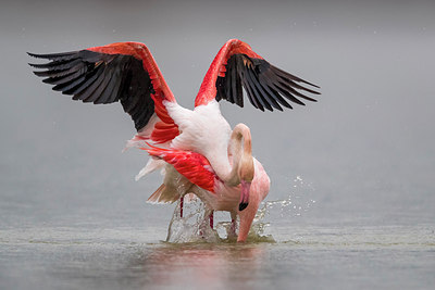 BUITEN BEELD Foto: 317378