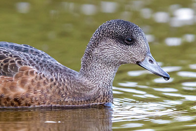 BUITEN BEELD Foto: 317387
