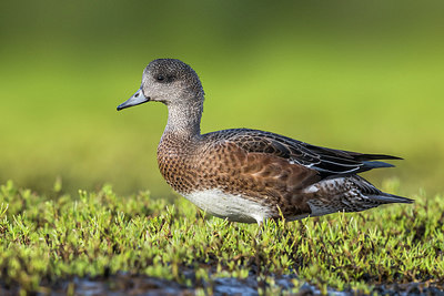 BUITEN BEELD Foto: 317391