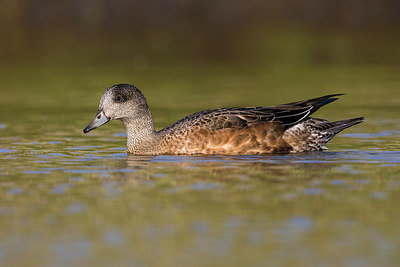 BUITEN BEELD Foto: 317396