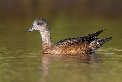 BUITEN BEELD Foto: 317397