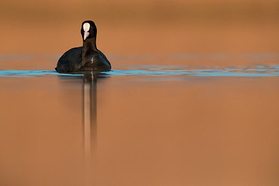 BUITEN BEELD Foto: 317404