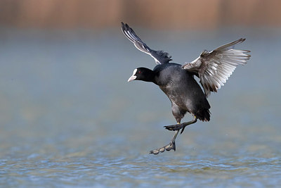 BUITEN BEELD Foto: 317406