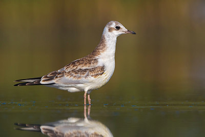 BUITEN BEELD Foto: 317412