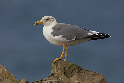 BUITEN BEELD Foto: 317419