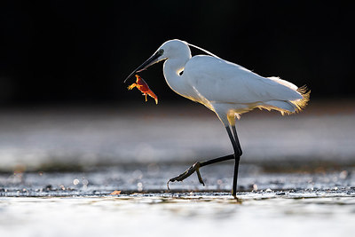 BUITEN BEELD Foto: 317436