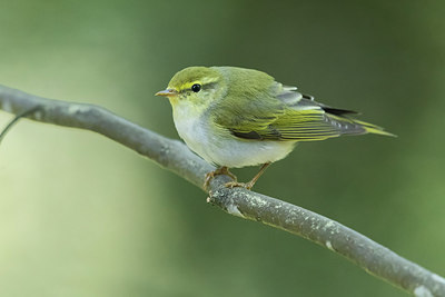 BUITEN BEELD Foto: 317476