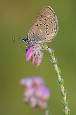 BUITEN BEELD Foto: 317486