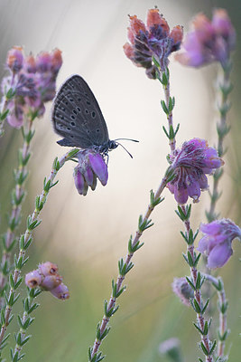 BUITEN BEELD Foto: 317487