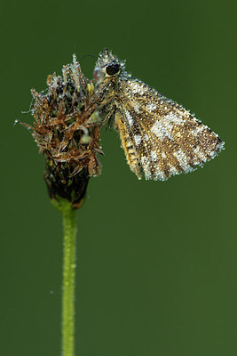 BUITEN BEELD Foto: 317489