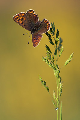 BUITEN BEELD Foto: 317490