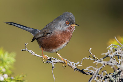 BUITEN BEELD Foto: 317495