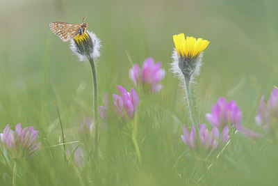 BUITEN BEELD Foto: 317514