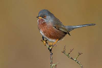 BUITEN BEELD Foto: 317521