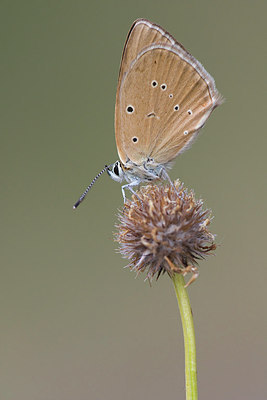 BUITEN BEELD Foto: 317522