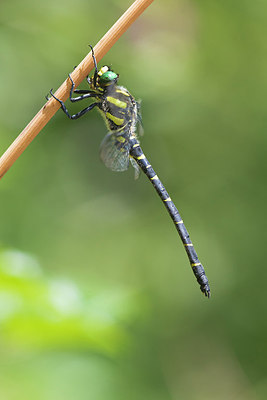 BUITEN BEELD Foto: 317530