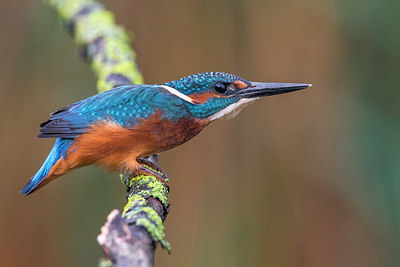 BUITEN BEELD Foto: 317542