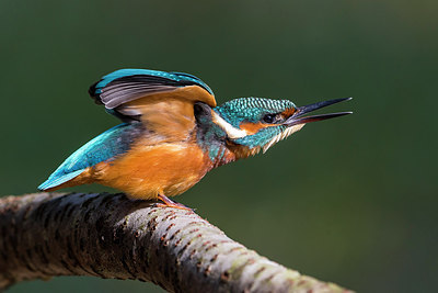 BUITEN BEELD Foto: 317545