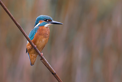 BUITEN BEELD Foto: 317546
