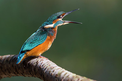BUITEN BEELD Foto: 317547