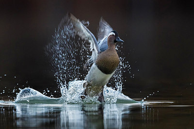 BUITEN BEELD Foto: 317551