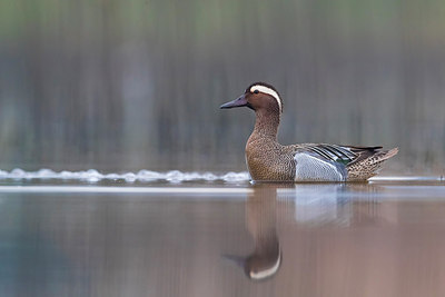 BUITEN BEELD Foto: 317552