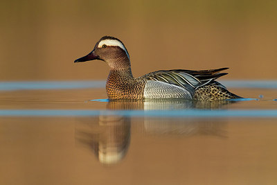 BUITEN BEELD Foto: 317554
