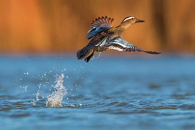 BUITEN BEELD Foto: 317558