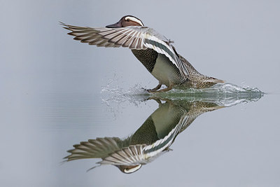BUITEN BEELD Foto: 317561