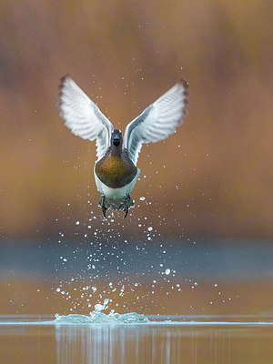 BUITEN BEELD Foto: 317562