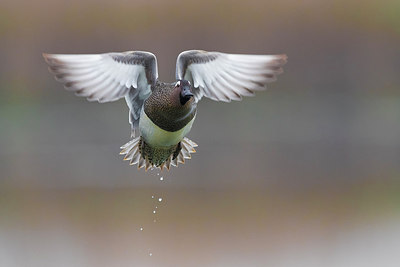 BUITEN BEELD Foto: 317564