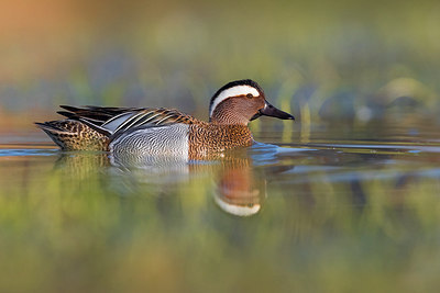 BUITEN BEELD Foto: 317567